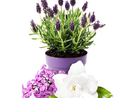 Lavender & Lilac Fragrance Oil Discount