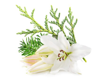 Hinoki Cypress & Lily Fragrance Oil Supply