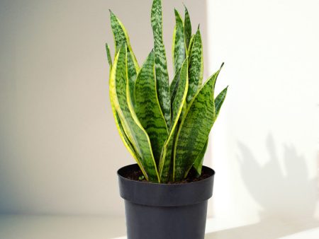 The Emerald Snake Plant Online Sale