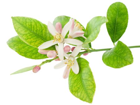 Lemon Blossom Fragrance Oil For Discount