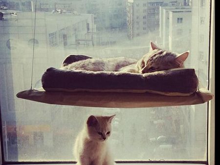 Hanging Bed and Window Perch For Cats Sale