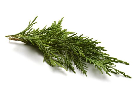 Natural Tuscan Cypress Fragrance Oil Hot on Sale