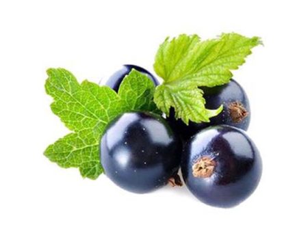 Natural Blackcurrant Fragrance Oil Discount