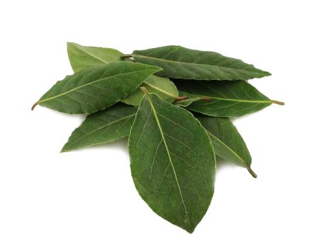 Grecian Bay Leaf Single Note Fragrance Oil For Discount