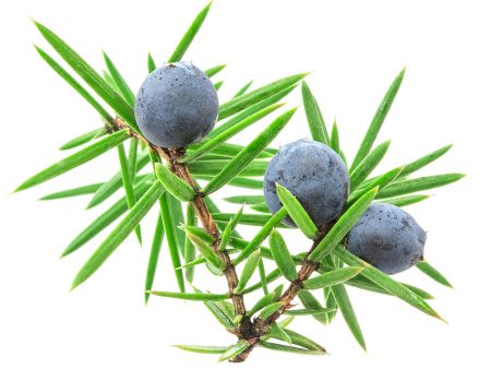 Natural Juniper Berry Fragrance Oil Discount