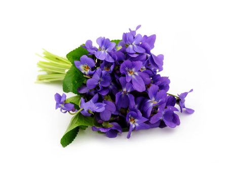 Natural Violet Fragrance Oil Hot on Sale