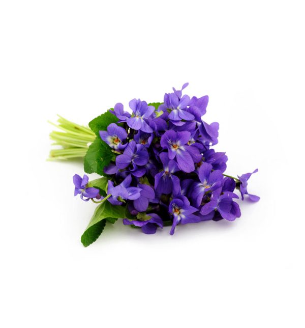 Natural Violet Fragrance Oil Hot on Sale