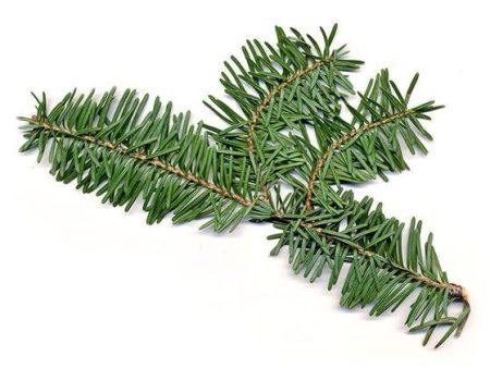 Balsam Fir Single Note Fragrance Oil Fashion