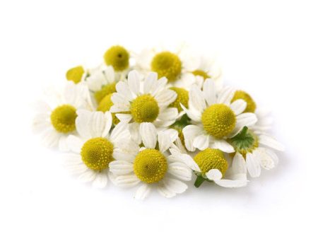 Natural Roman Chamomile Fragrance Oil Hot on Sale