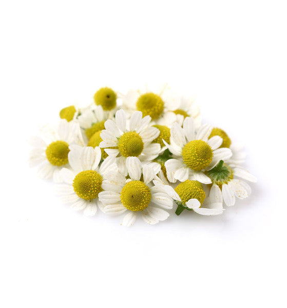 Natural Roman Chamomile Fragrance Oil Hot on Sale