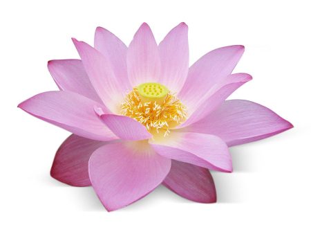 Pink Lotus Single Note Fragrance Oil Online Hot Sale