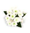 Stephanotis Fragrance Oil Online