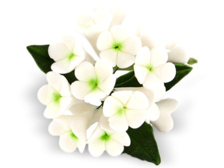 Stephanotis Fragrance Oil Online